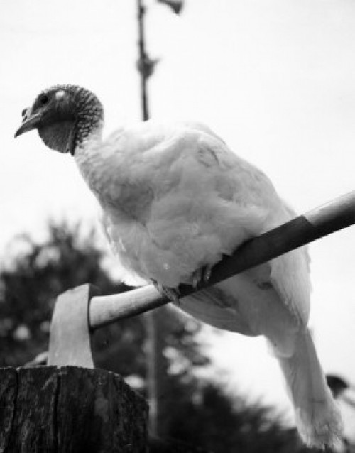 Low angle view of a turkey perching on an axe Poster Print