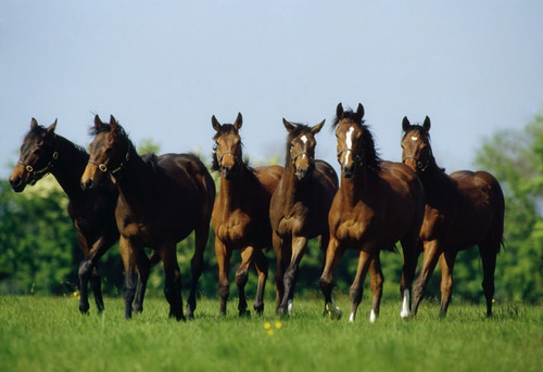 Thoroughbred Yearlings, Co Meath, Ireland PosterPrint - Item # VARDPI1812568
