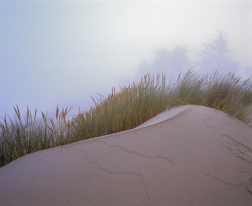 Sand And Grass PosterPrint