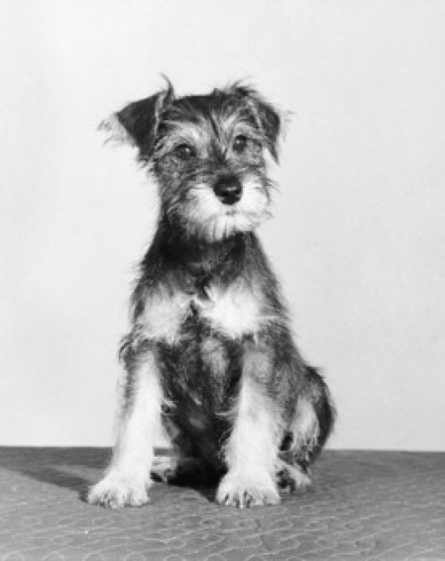 Front view of a puppy sitting Poster Print - Item # VARSAL25532103
