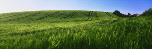 Barley, Co Down PosterPrint - Item # VARDPI1803626