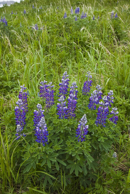 Lupine Flowers, Southwest Alaska, Summer PosterPrint - Item # VARDPI2143582
