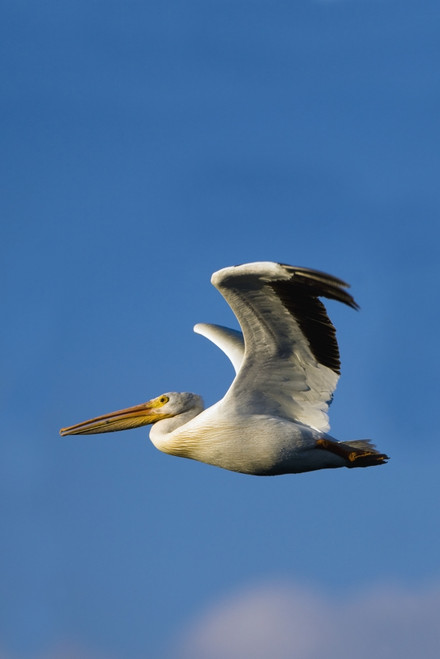 Flying Pelican PosterPrint - Item # VARDPI1828345
