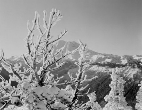 USA  winter scene with Mount Ranier in background Poster Print - Item # VARSAL255422245