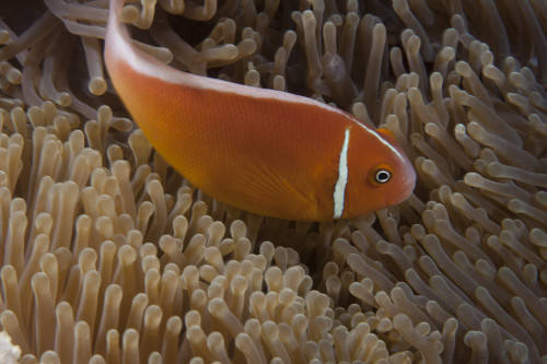 Pink anemonefish in its host anenome, Fiji Poster Print - Item # VARPSTTMO400537U