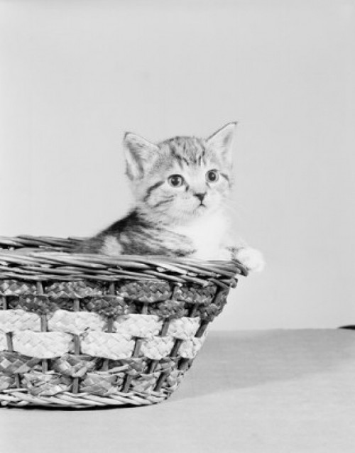 Kitten in basket Poster Print - Item # VARSAL255418953