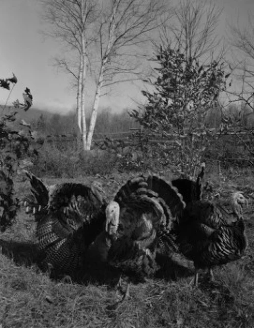 Wild Turkeys Poster Print