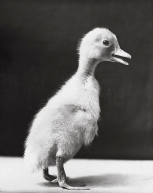Peking duckling standing Poster Print - Item # VARSAL25529742