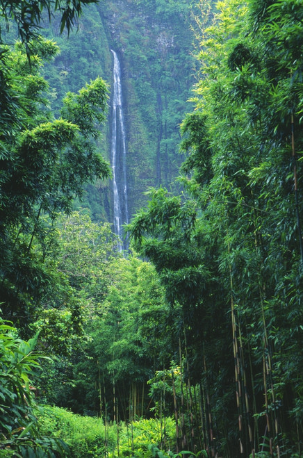Hawaii, Maui, Hana, Oheo Gorge, Waimoku Falls, And Bamboo Forest PosterPrint - Item # VARDPI1993740