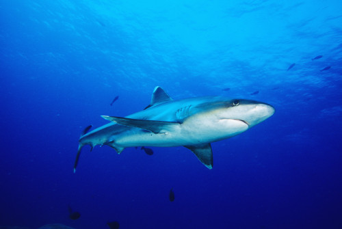 Thailand, Silvertip Shark (Carcharhinus Albimarginatus) In Clear Blue Water. PosterPrint - Item # VARDPI1986820