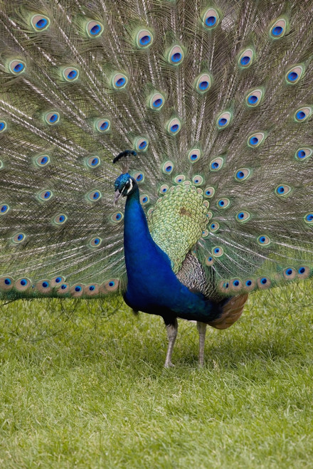 Close-Up Of A Peacock With Feathers Fanned; Calgary, Alberta, Canada PosterPrint - Item # VARDPI1965159