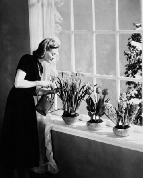 Side profile of a young woman watering plants Poster Print - Item # VARSAL25520643