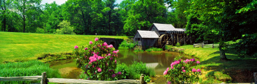 Trees around a watermill, Mabry Mill, Blue Ridge Parkway, Floyd County, Virginia, USA Poster Print - Item # VARPPI25147