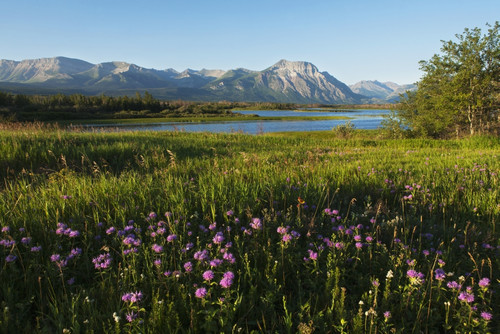 Waterton Lakes National Park; Alberta, Canada PosterPrint - Item # VARDPI2431240