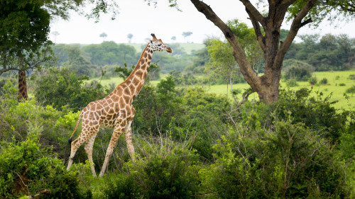 Giraffe (Giraffa camelopardalis), Murchison Falls National Park; Urganda PosterPrint - Item # VARDPI12285260
