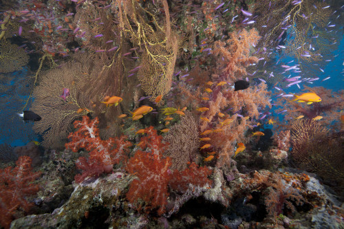 Schooling scalefin anthias fish and beautiful soft corals of Beqa Lagoon, Fiji Poster Print - Item # VARPSTTMO400428U
