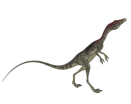 Compsognathus dinosaur, white background Poster Print - Item # VARPSTEDV600179P