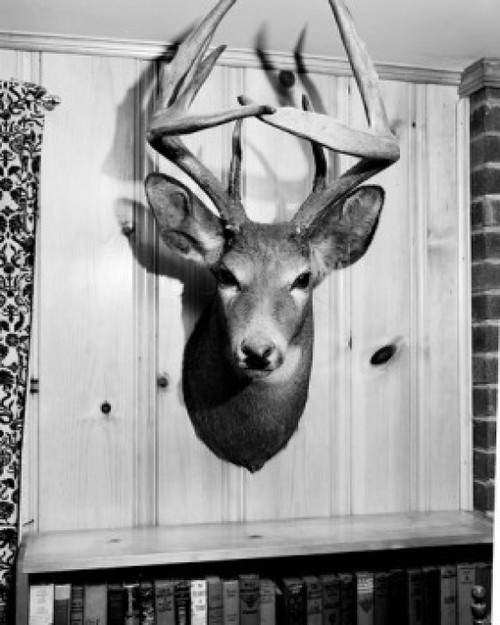 Head of stuffed dear Poster Print - Item # VARSAL255418210