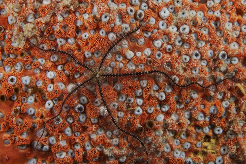Brittle Starfish on an orange sponge, Bonaire, Caribbean Netherlands Poster Print - Item # VARPSTTMO400154U
