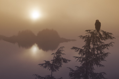 Bald Eagle Perched In The Top Of A Hemlock Tree Overlooking The Islands Of The Inside Passage And Tongass National Forest During A Misty Sunset In Southeast Alaska, Winter, Composite PosterPrint - Item # VARDPI2160076