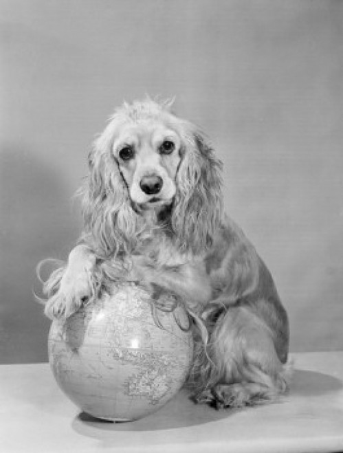 Studio shot of Cocker Spaniel with globe Poster Print - Item # VARSAL255422568