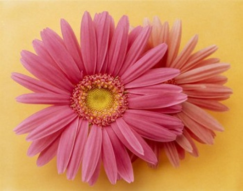 Close up of two pink zinnias on yellow gold background Poster Print by Panoramic Images (36 x 29) - Item # PPI118059