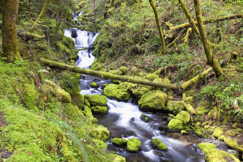 A Stream Flowing Through The Forest PosterPrint - Item # VARDPI1875552