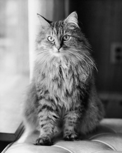 Fluffy cat sitting near a window Poster Print