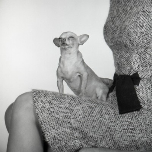 Small dog sitting on woman's knees Poster Print - Item # VARSAL255418177