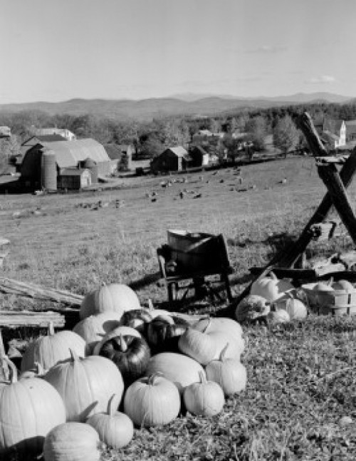 USA  Vermont  Caledonia County  Peacham  Pumpkins and agricultural buildings in the background Poster Print - Item # VARSAL255423882