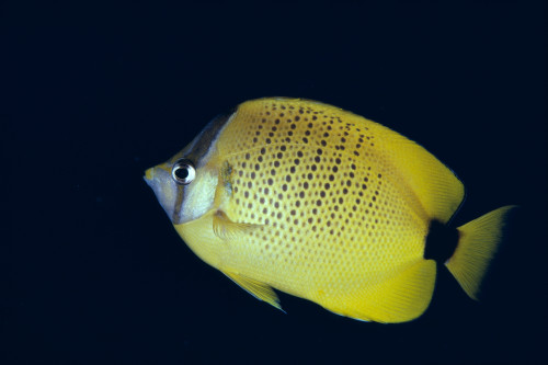 Hawaii, Close-Up Side View Of Milletseed Butterflyfish (Chaetodon Miliaris) A83G PosterPrint - Item # VARDPI1997962