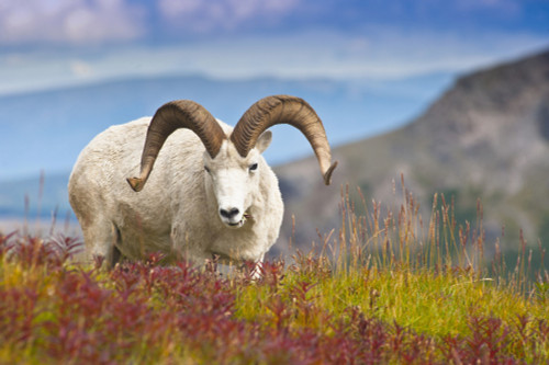 Close Up Of A Large Dall Sheep Ram Standing On Fall Tundra Near Savage River Valley In Denali National Park And Preserve, Interior Alaska, Autumn PosterPrint - Item # VARDPI2094385