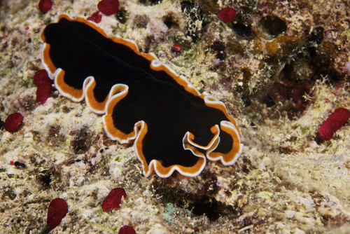 A beautiful flatworm feeds on algae, Fiji Poster Print