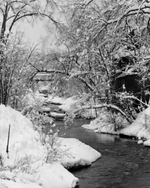 Stream flowing through a forest Poster Print - Item # VARSAL25539549