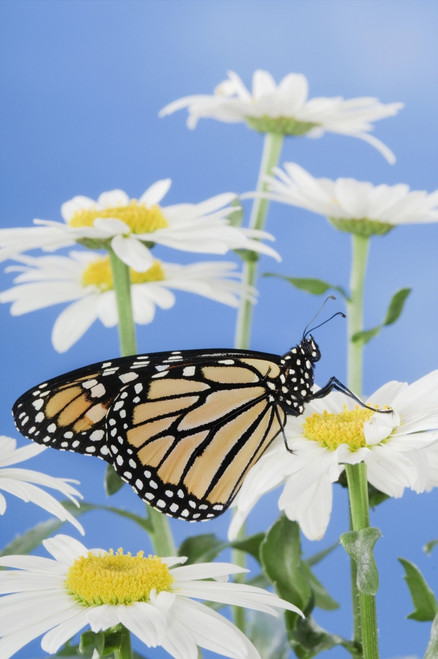 Monarch Butterfly In Daisies. PosterPrint - Item # VARDPI2066690