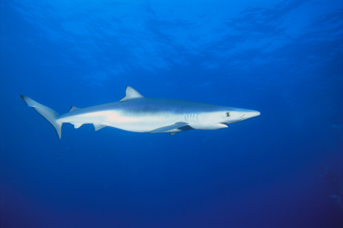 California, Blue Shark (Prionace Glauca) Clear Blue Water Near Surface, Side View PosterPrint - Item # VARDPI2003410