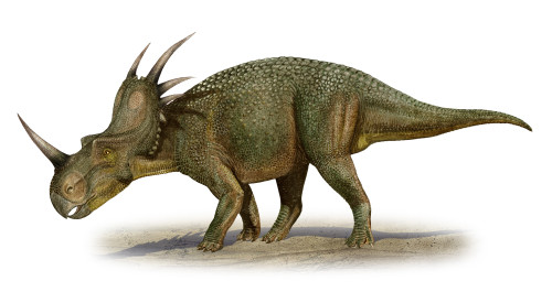 Styracosaurus albertensis, a prehistoric era dinosaur from the Cretaceous period Poster Print - Item # VARPSTSKR100040P