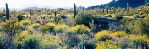 Desert AZ Poster Print by Panoramic Images (37 x 12) - Item # PPI57660