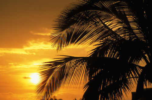 Palm Trees Silhouette With Sunset, Orange Sky And Clouds In Background PosterPrint - Item # VARDPI1991909