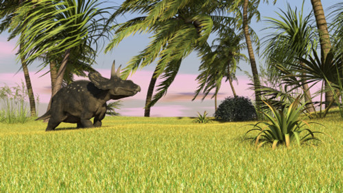 Triceratops roaming a tropical environment Poster Print - Item # VARPSTKVA600236P