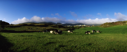 Friesian Cattle, Allihies, Co Cork, Ireland PosterPrint - Item # VARDPI1812844