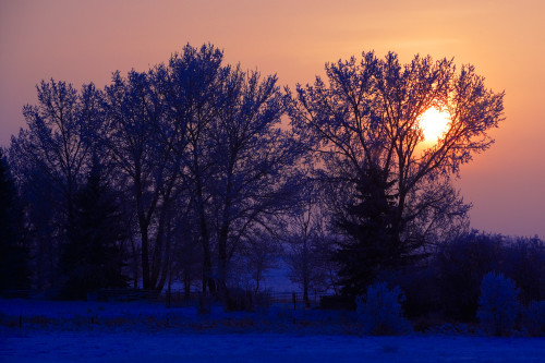 Sun Peeking Through Some Trees PosterPrint - Item # VARDPI1823568