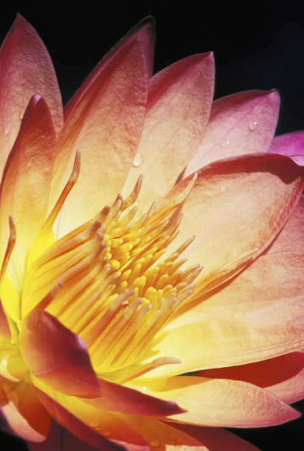 Close-Up Of Pink Water Lily, Center, Dark Background PosterPrint - Item # VARDPI1990641