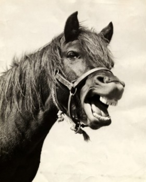 Horse neighing Poster Print - Item # VARSAL25522145