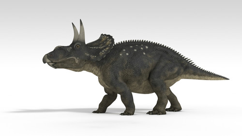 Triceratops dinosaur, white background Poster Print - Item # VARPSTKVA600765P