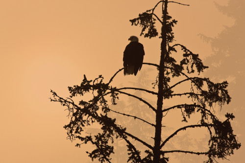 Silhouette Of A Bald Eagle Perched On A Tree At Sunset In The Mist Of The Tongass National Forest, Southeast Alaska PosterPrint - Item # VARDPI2103777