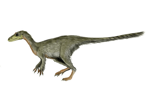 Dilong paradoxus dinosaur, white background Poster Print - Item # VARPSTNBT600092P