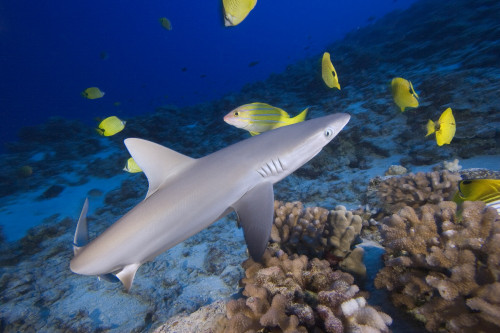 Hawaii, Grey Reef Shark (Carcharhinus Amblyrhynchos) Surrounded By Bright Yellow Fish At The Ocean Floor. PosterPrint - Item # VARDPI1992507