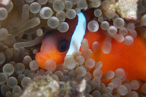Cinnamon Clownfish in its host anemone Poster Print