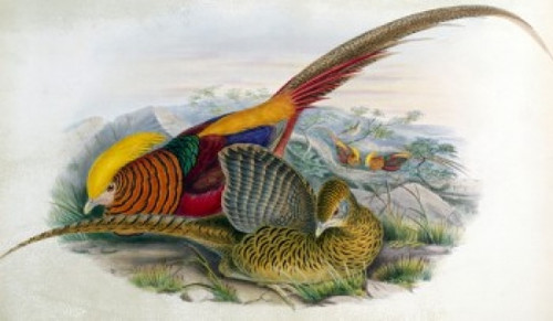 Golden Pheasant  John Gould Poster Print - Item # VARSAL900139696